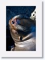 Galapagos Fur Seal (Sea Lion)